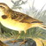 Greater Short-toed Lark